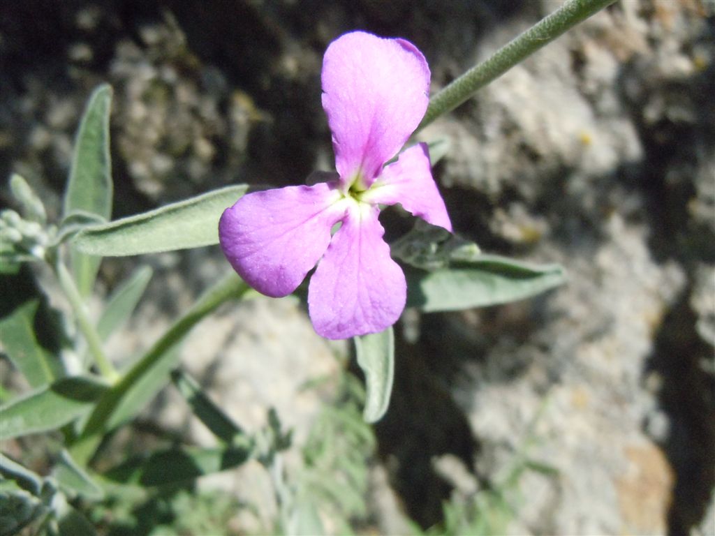 Capo Miseno (NA) : Matthiola incana